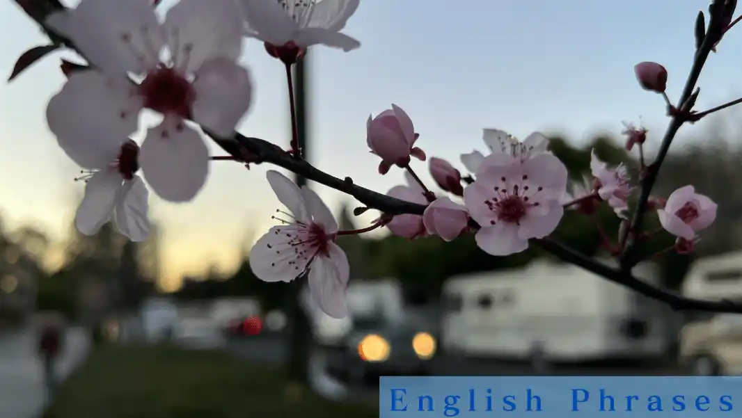 英語で 桜・花見・歓迎会 - TOP